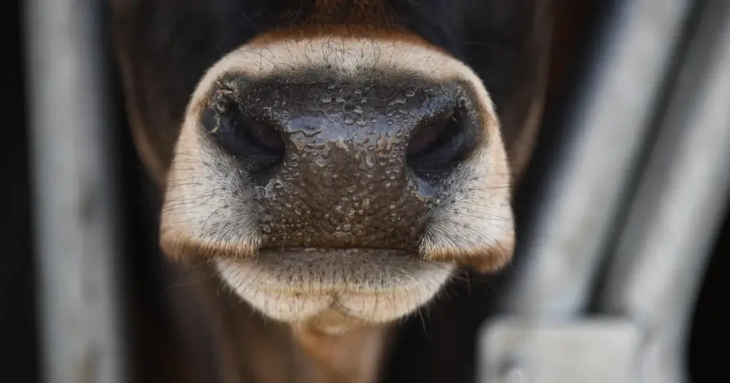 moos entfernen rasen