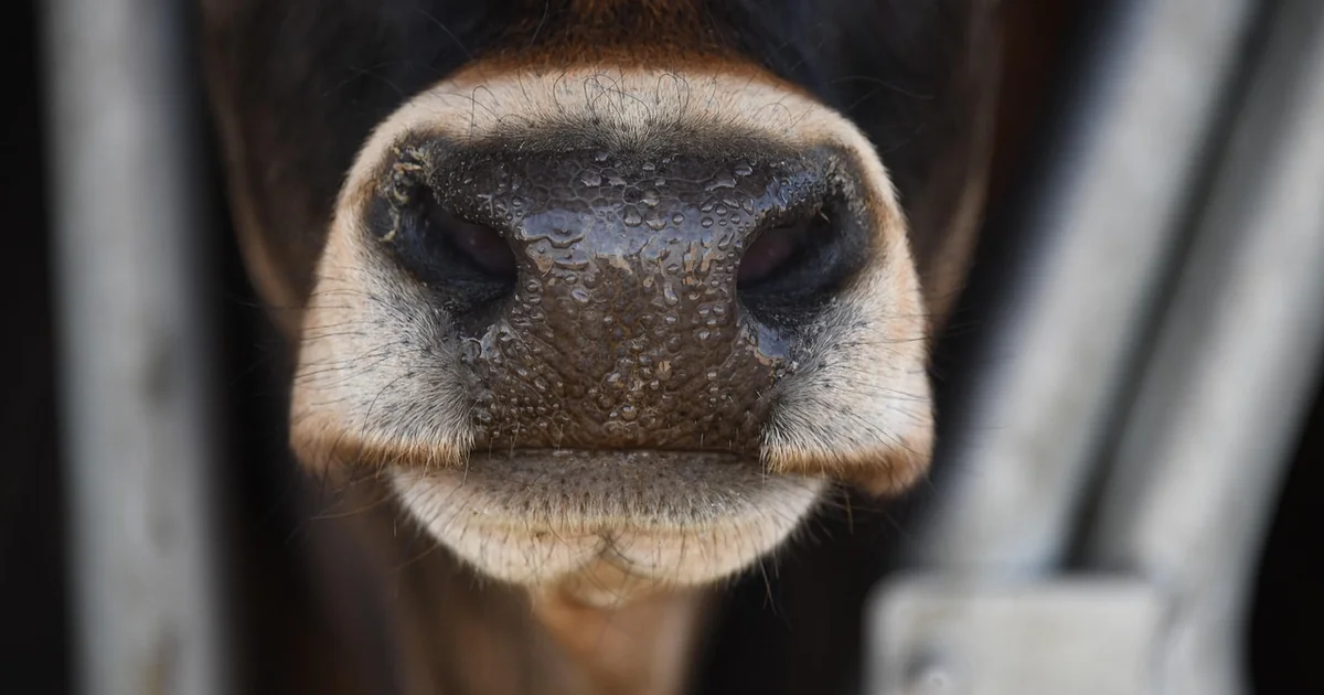 moos entfernen rasen