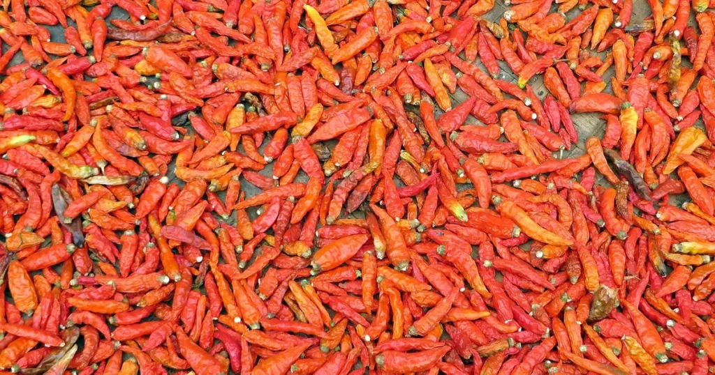 zwerg-kirschlorbeer piri