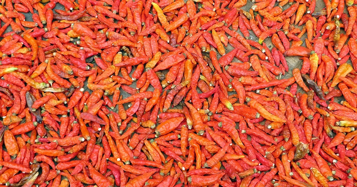 zwerg-kirschlorbeer piri