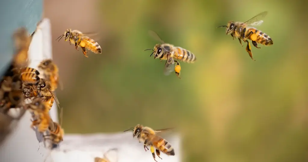 balkon bepflanzen bienen