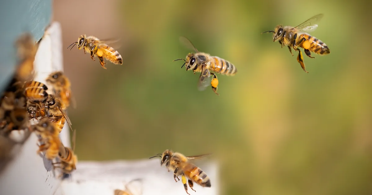 balkon bepflanzen bienen