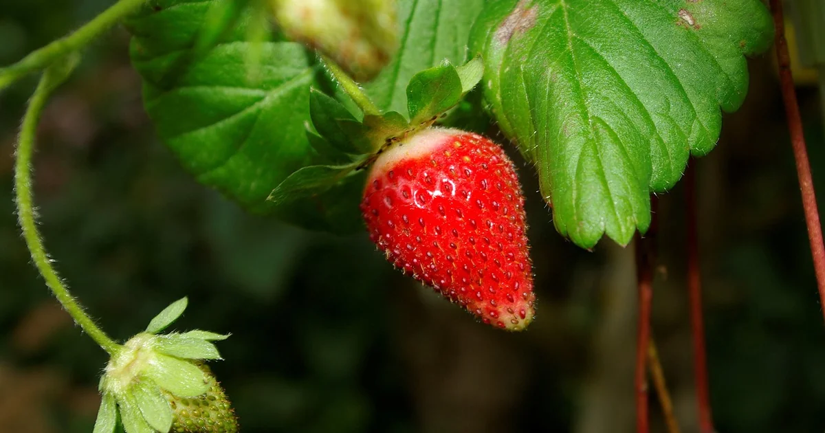 erdbeeren nachreifen