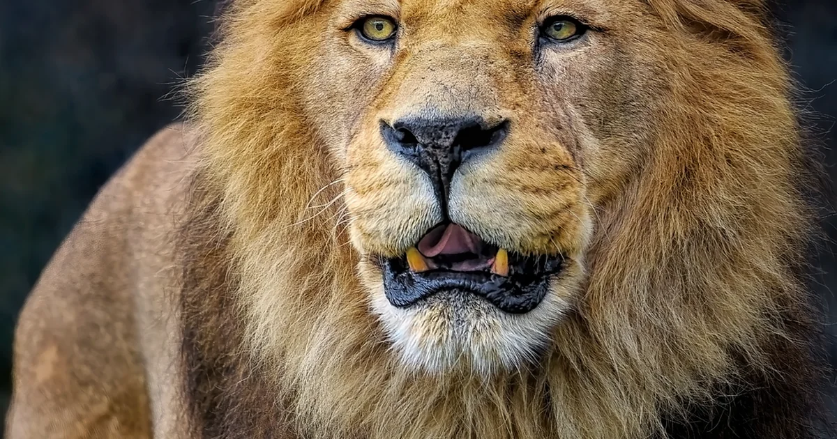 löwe wochenhoroskop