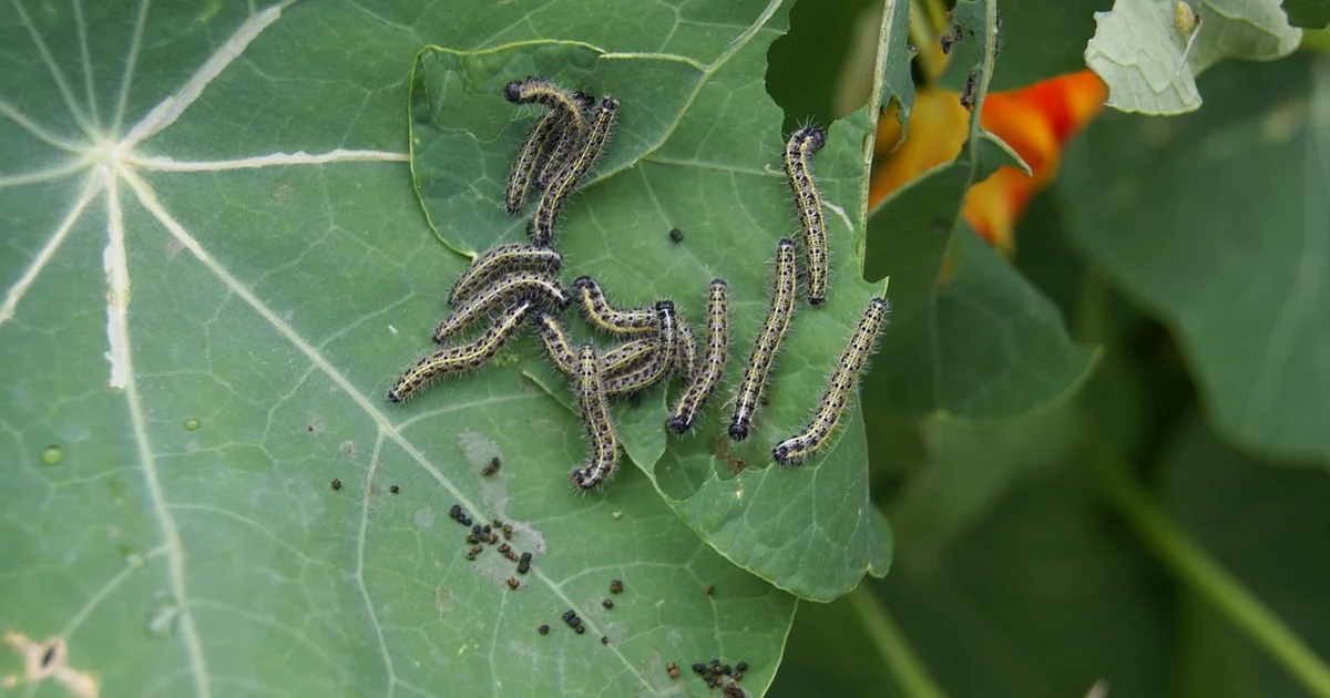 schädlinge im garten