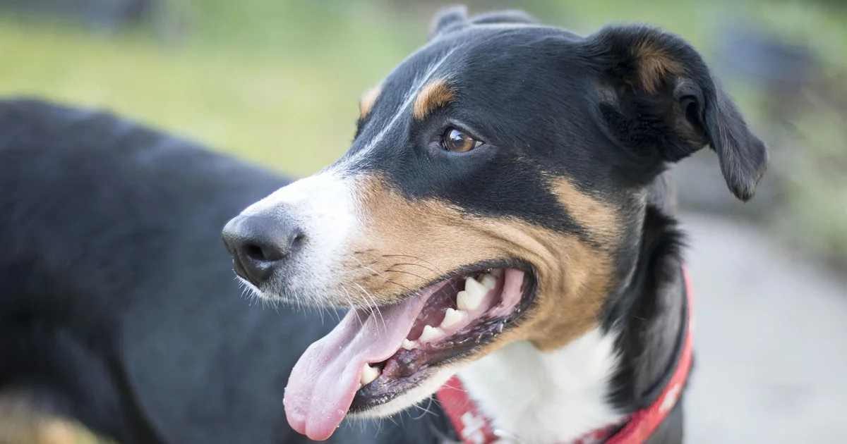 zverev hund unfall