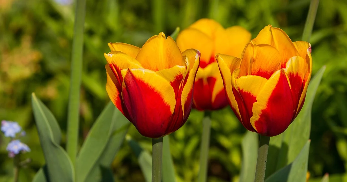 gartenarbeit geld sparen