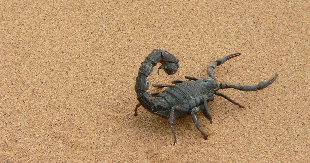 scorpions arbeitsamt auftritte