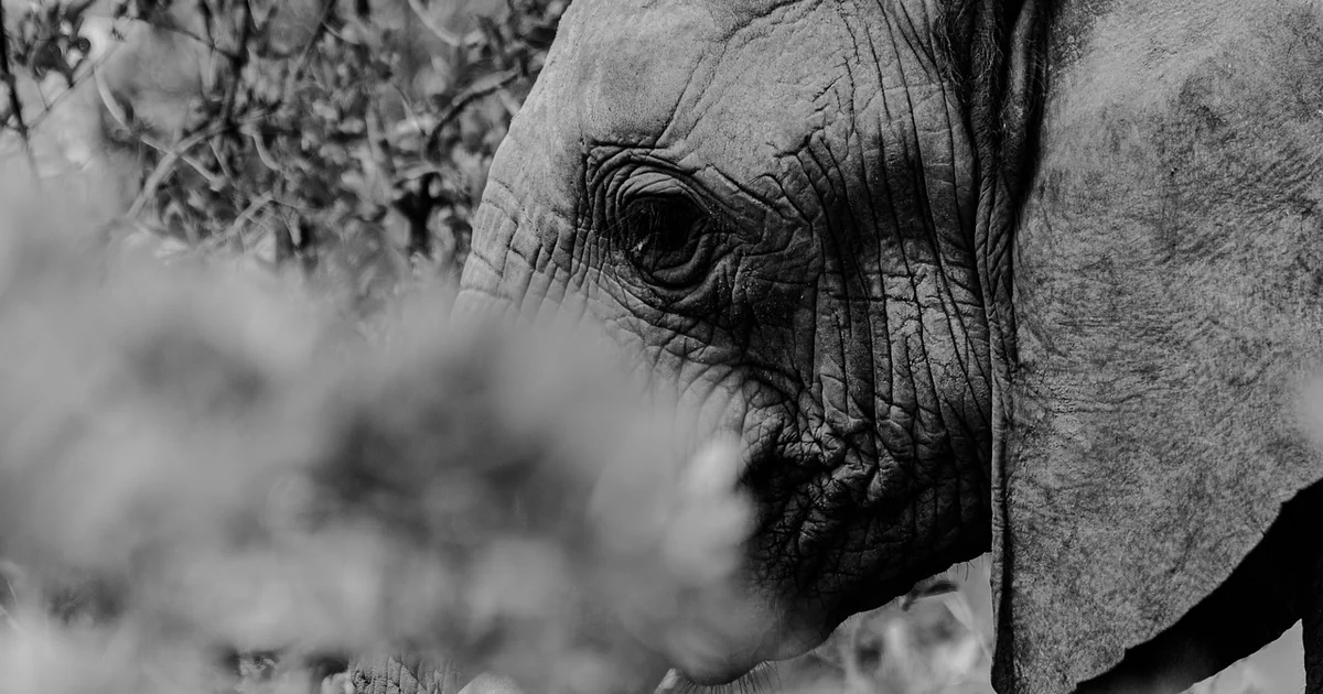 kruger-nationalpark mord