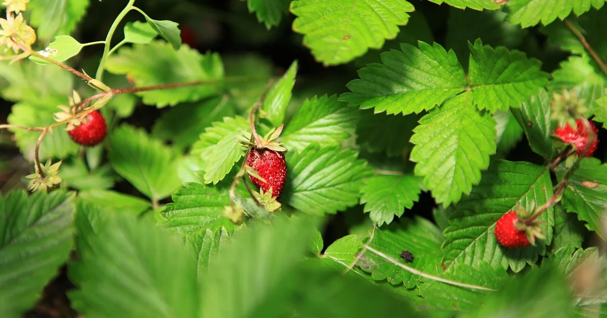 erdbeeren frisch halten