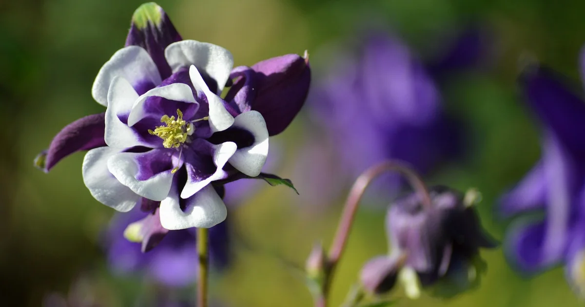 akelei blüte fördern