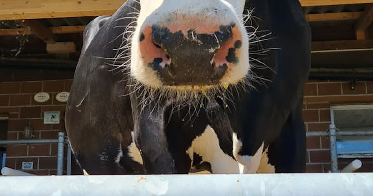tierquälerin haltungsverbot