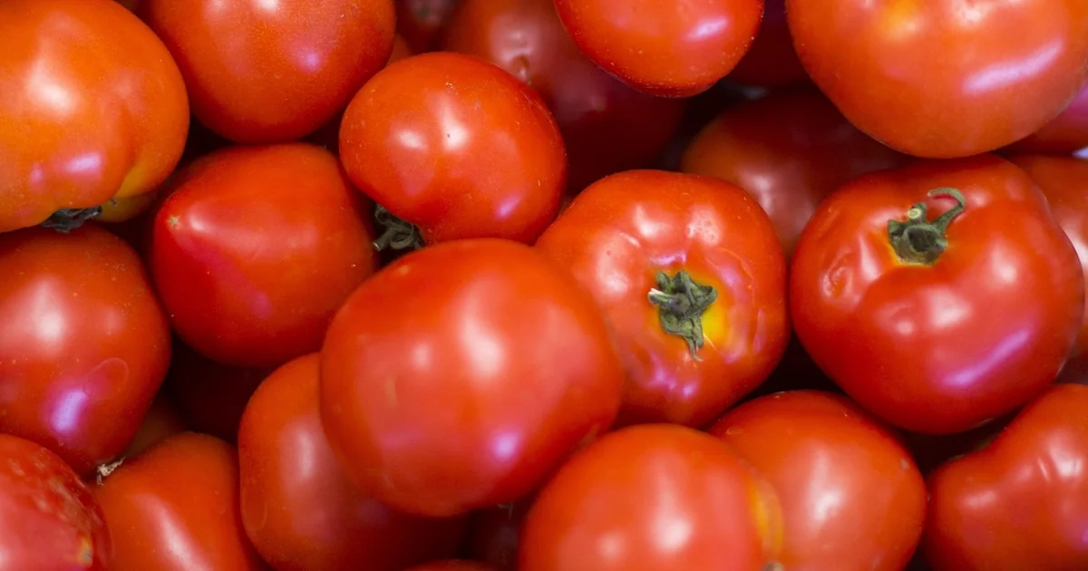 tomaten im topf