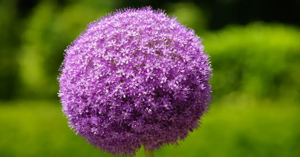allium schneiden blüte
