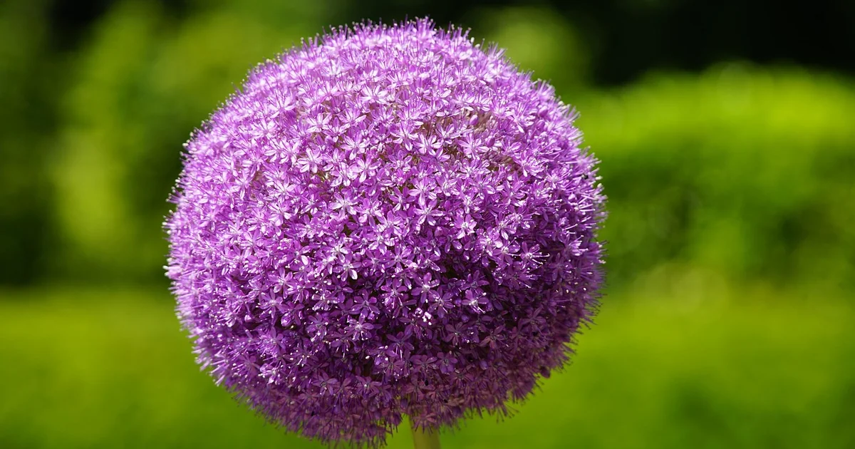 allium schneiden blüte