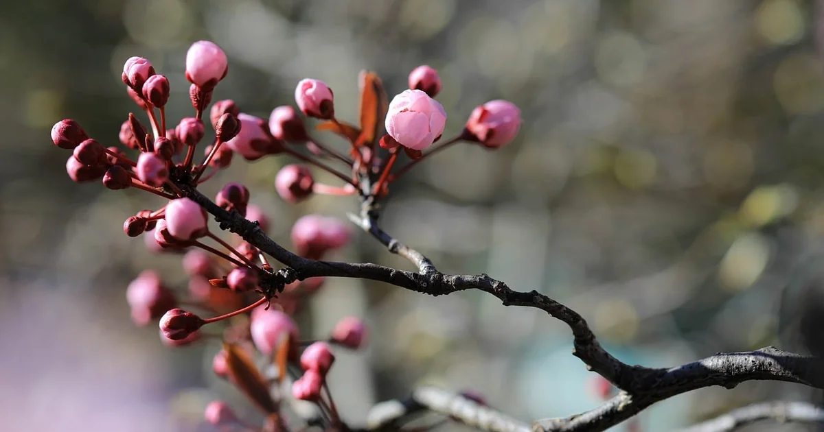 blutpflaume pflegen