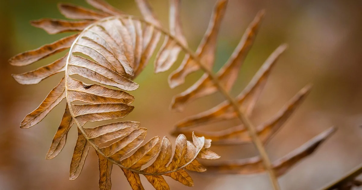 schattige gartenecken gestalten