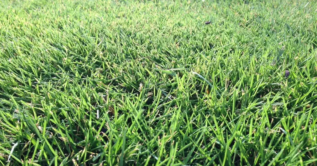 fußballplatz im garten