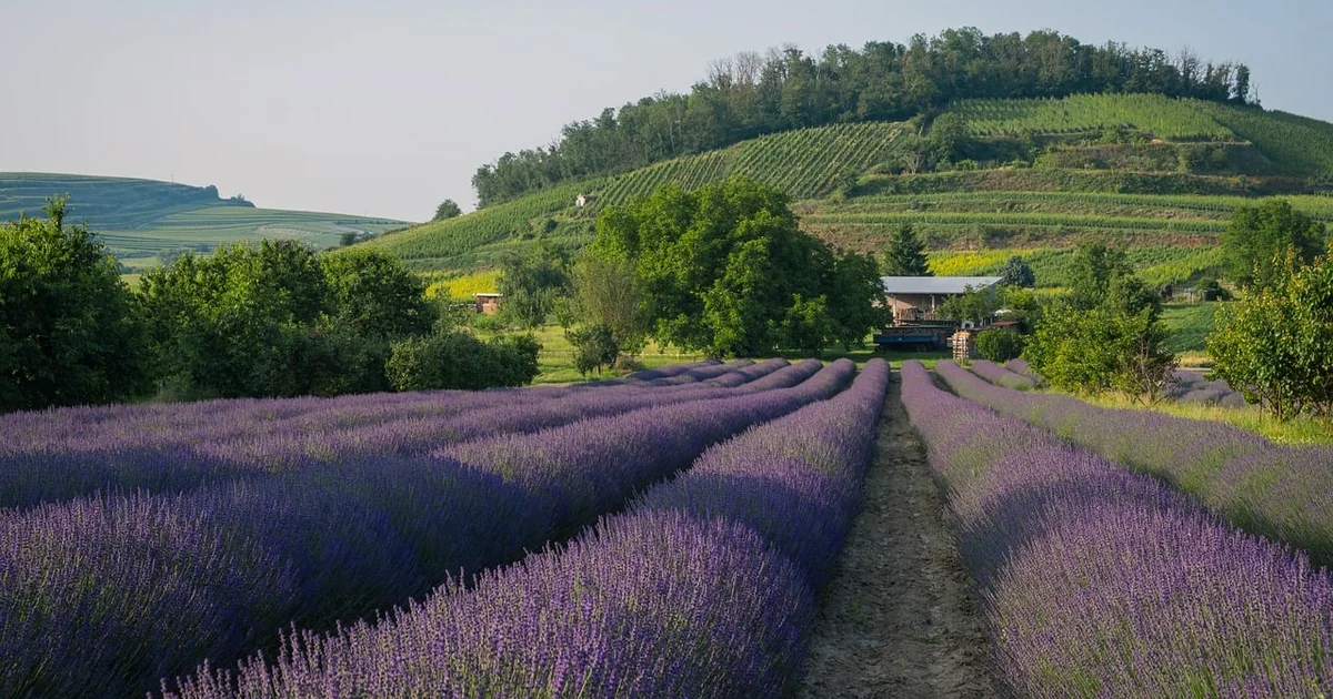 Lavendel Blüte fördern