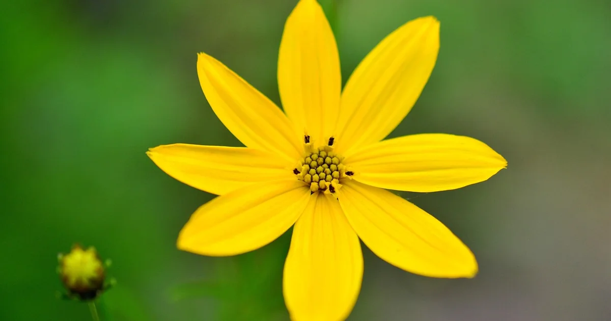 Mädchenauge Blüte Tipps