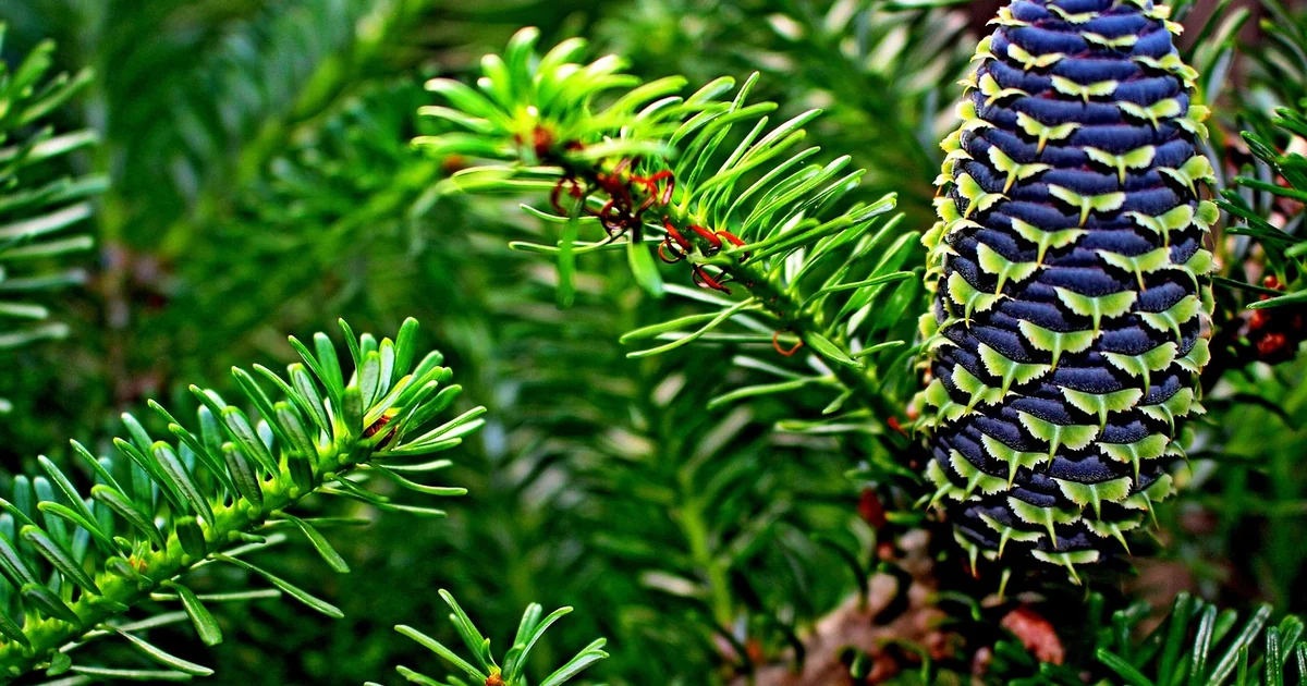 tannen im garten