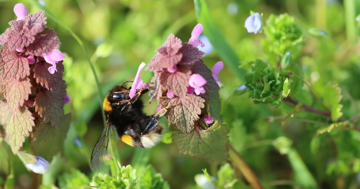 Brennnessel im Garten