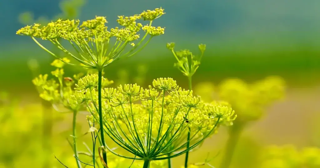 Fenchel Rezepte einfach