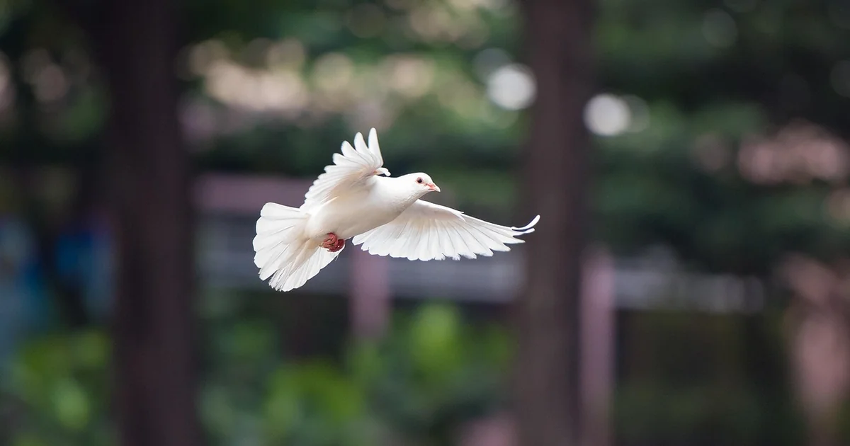 Fliegende Ameisen loswerden