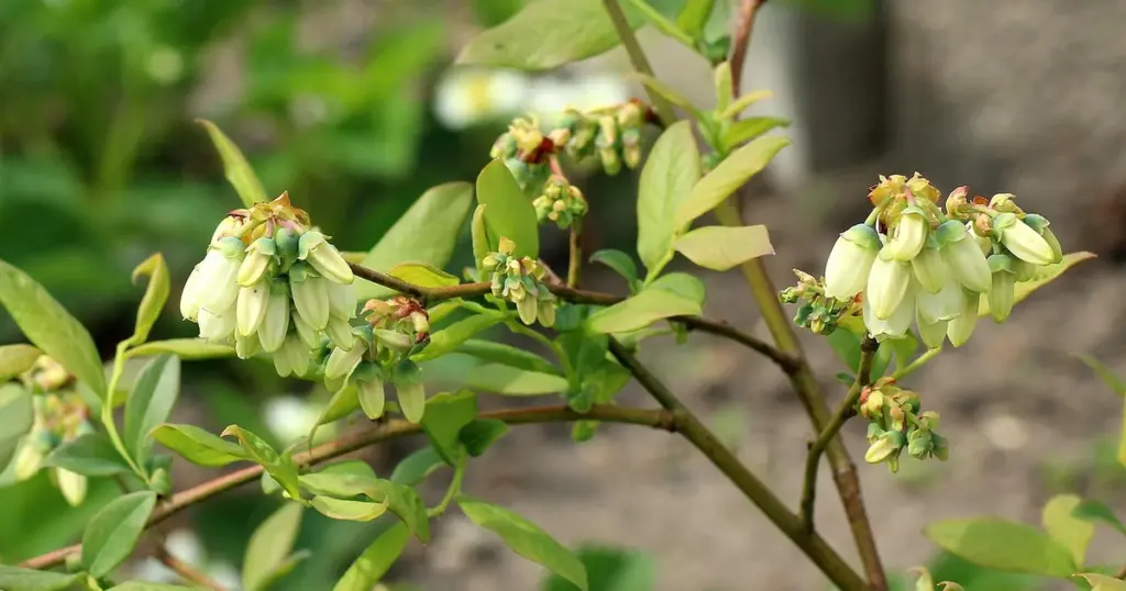 Heidelbeeren anbauen