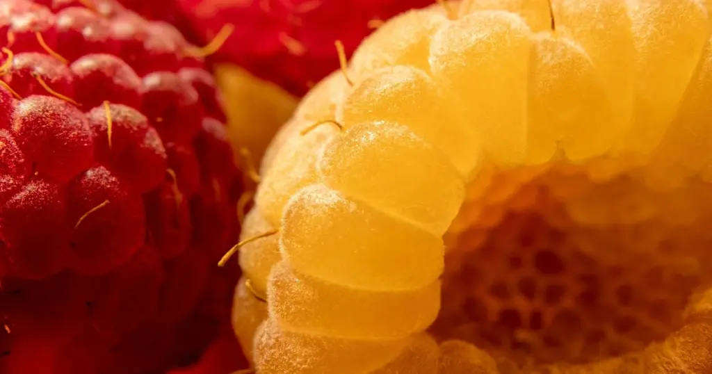 Himbeeren schneiden Zeitpunkt