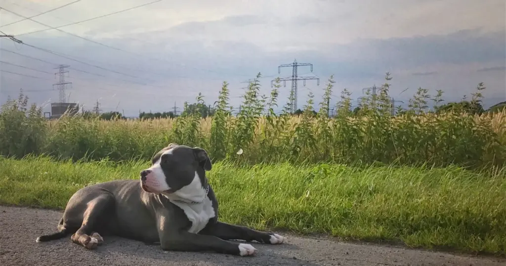 Kampfhunde Zuchtverbot