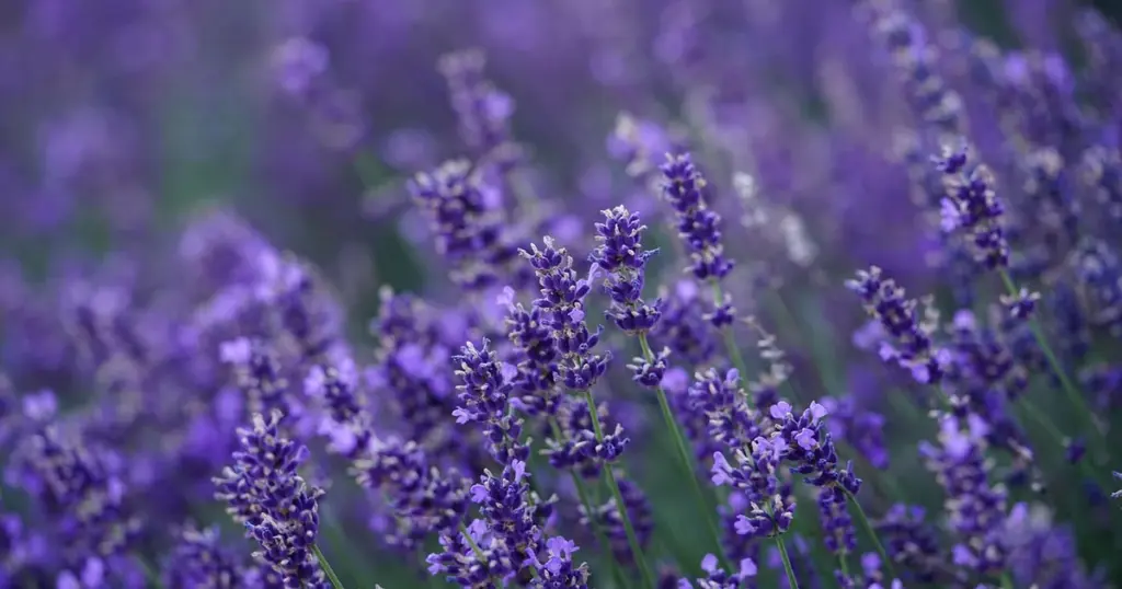 Lavendel Blütenpflege