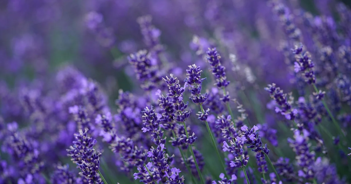Lavendel Blütenpflege
