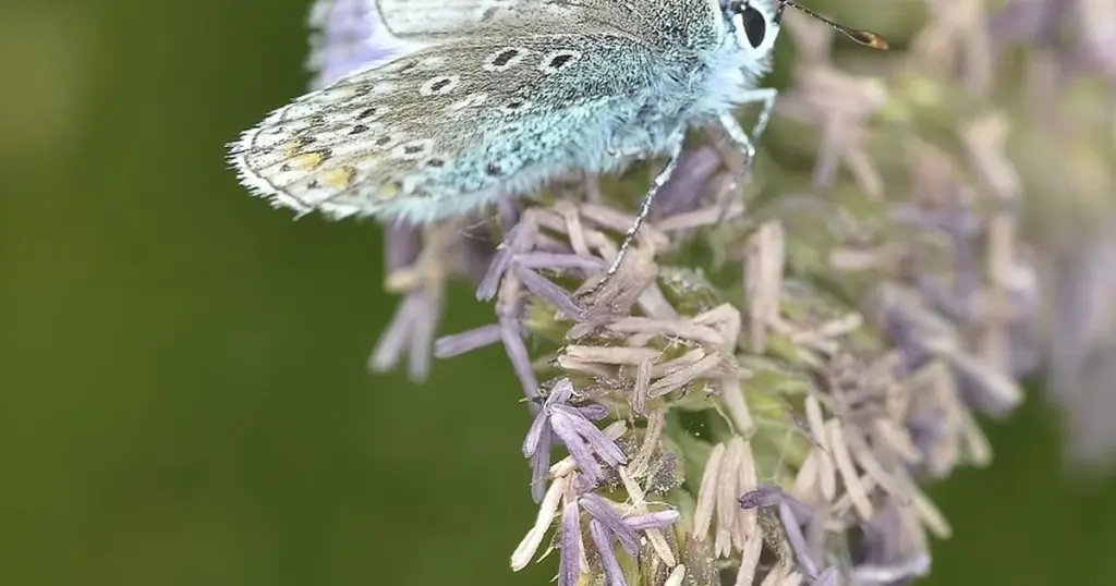 Lavendel schneiden Fehler
