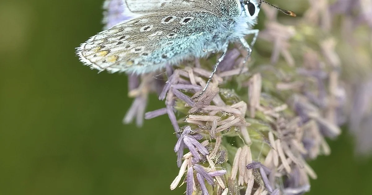 Lavendel schneiden Fehler