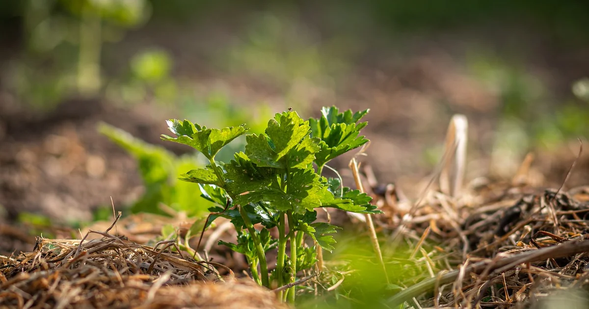 Mulch Alternativen
