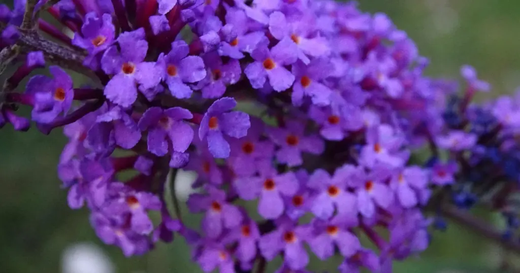 Sommerflieder vermehren