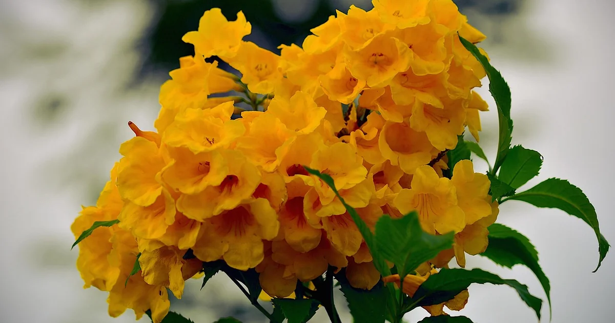 Trompetenblumen pflanzen