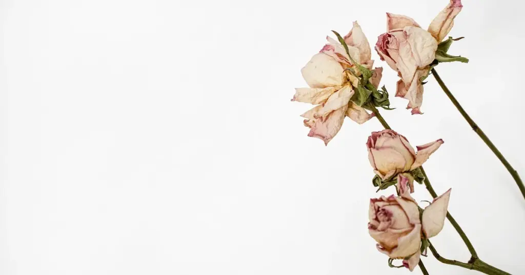 Verwelkte Blüten entfernen