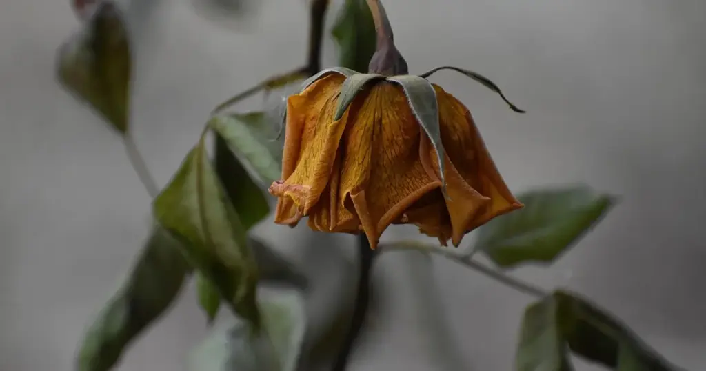 Verwelkte Blüten entfernen