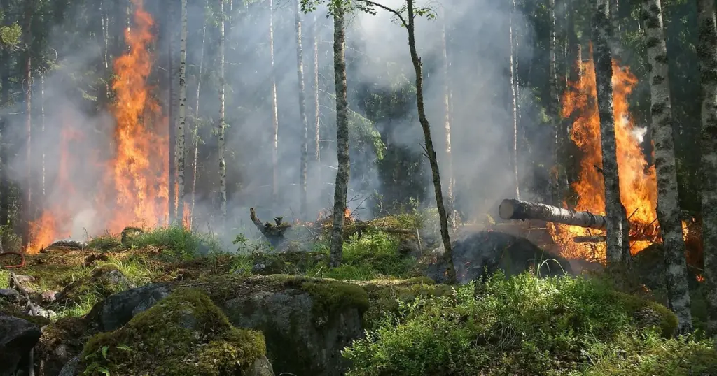 Waldbrand Schutzmaßnahmen