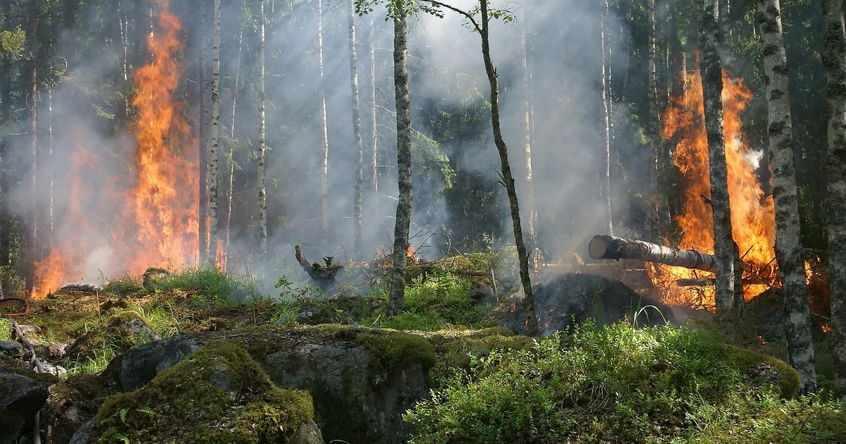 Waldbrand Schutzmaßnahmen